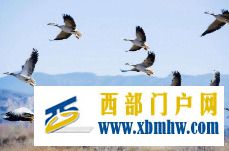 大批候鸟到巴彦淖尔乌拉特草原过冬(图1) 大批候鸟到巴彦淖尔乌拉特草原过冬(图1)