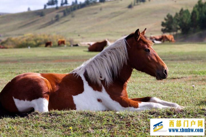 呼伦贝尔旅游攻略之最全面篇(图11) 呼伦贝尔旅游攻略之最全面篇(图11)