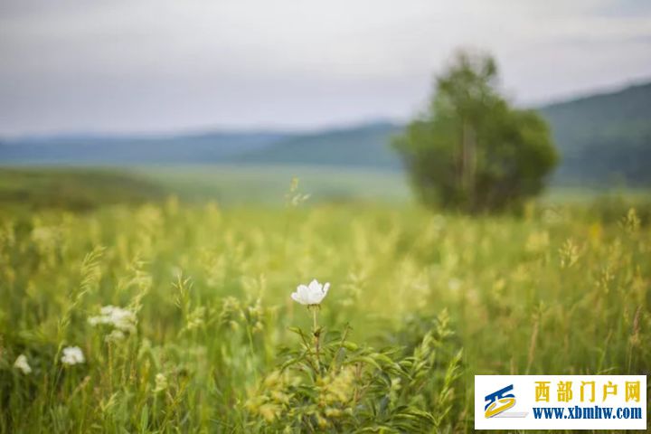 呼伦贝尔旅游攻略!,呼伦贝尔经典南北线路推荐(图4) 呼伦贝尔旅游攻略!,呼伦贝尔经典南北线路推荐(图4)