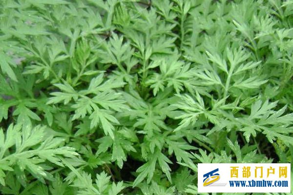 特产早知道——酉阳青蒿(图1) 特产早知道——酉阳青蒿(图1)