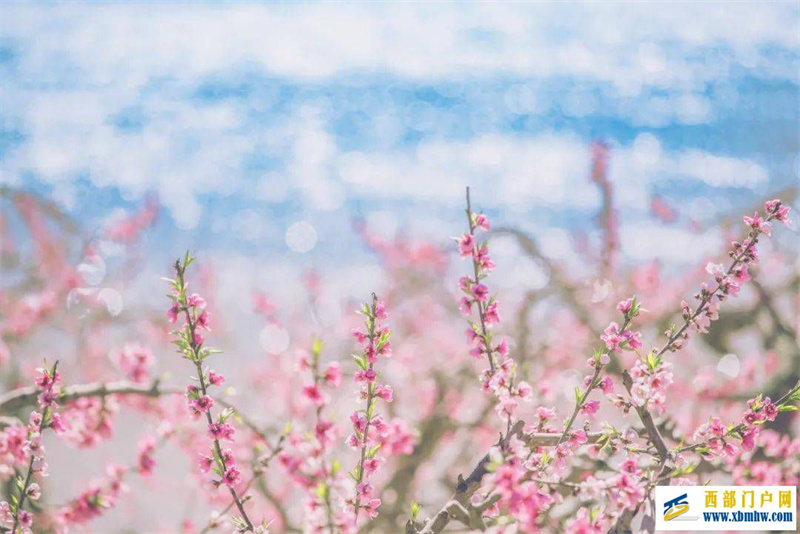 来过丽江,才知道丽江的春天有多美(图3) 来过丽江,才知道丽江的春天有多美(图3)