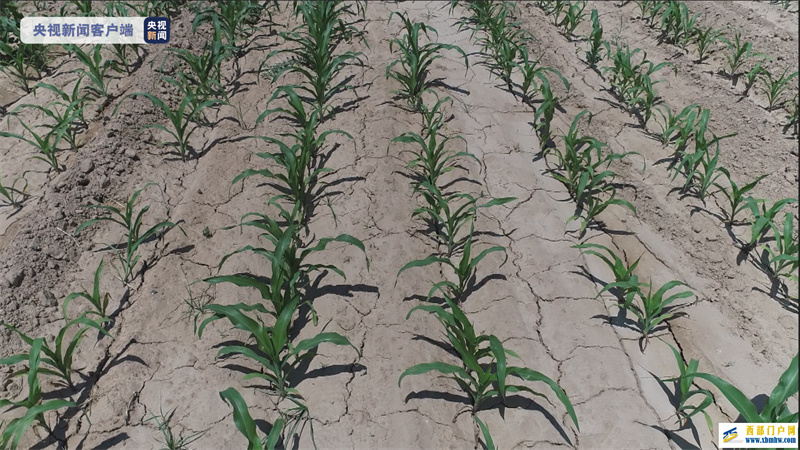 受高温少雨天气影响陕西5市484万亩农田受旱(图1) 受高温少雨天气影响陕西5市484万亩农田受旱(图1)