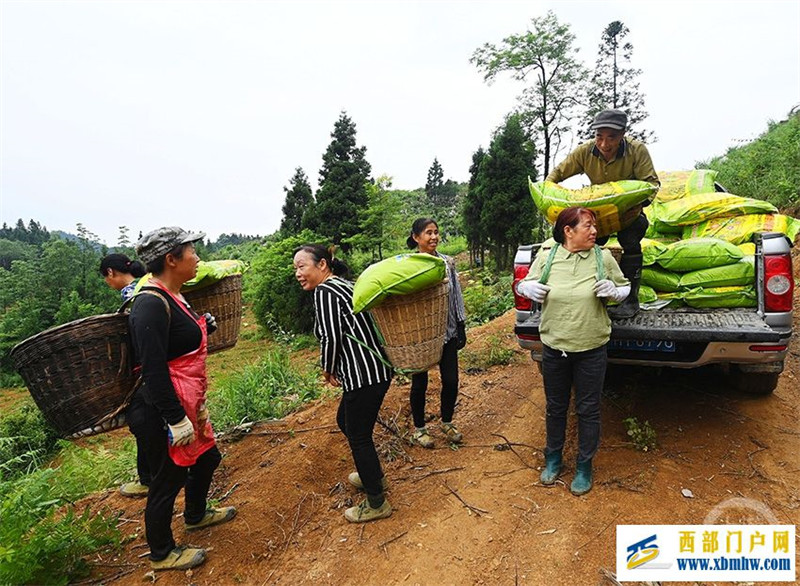 重庆酉阳:天冬种植托起群众增收致富梦(图1) 重庆酉阳:天冬种植托起群众增收致富梦(图1)