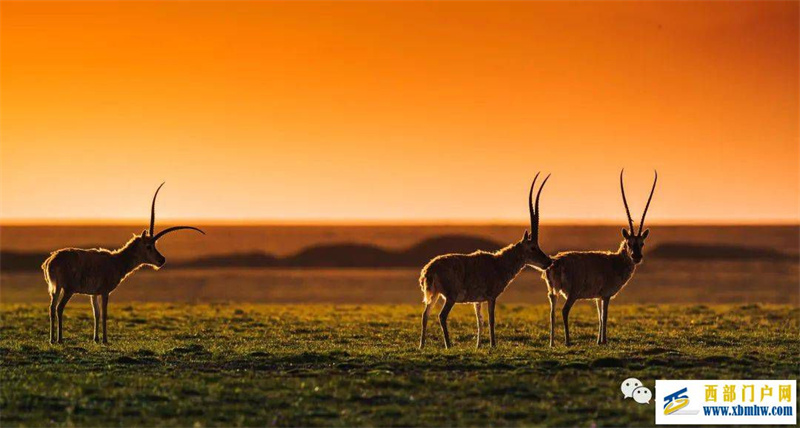 青海十大免费景点青海不用门票的景点青海免费又好玩的地方推荐(图2) 青海十大免费景点青海不用门票的景点青海免费又好玩的地方推荐(图2)