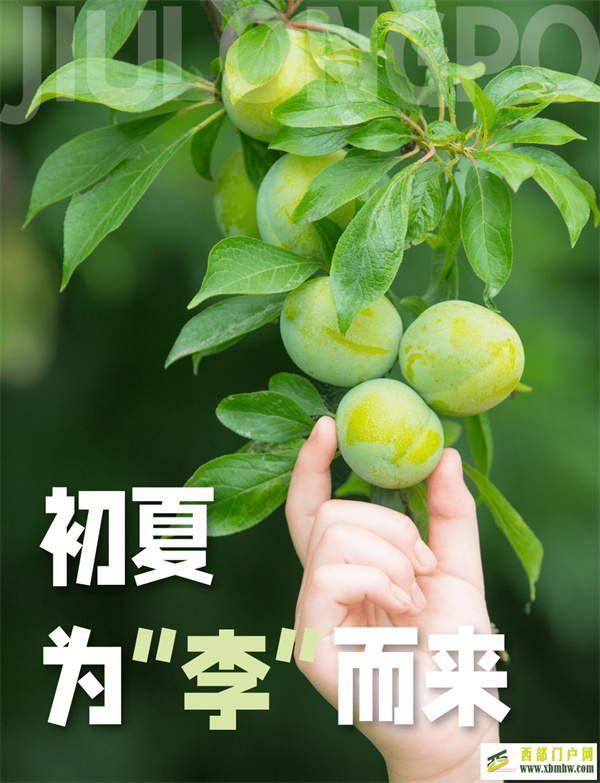 初夏!来九龙坡遇见青而不涩的“李”~(图1) 初夏!来九龙坡遇见青而不涩的“李”~(图1)