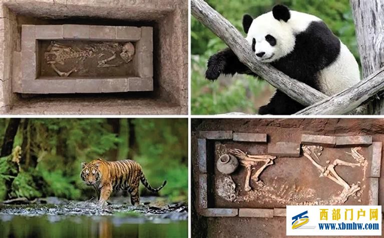 中国唯一 汉文帝霸陵动物殉葬坑入选2023世界十大考古发现(图1) 中国唯一 汉文帝霸陵动物殉葬坑入选2023世界十大考古发现(图1)