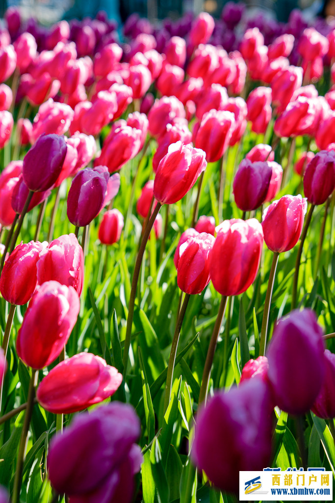 在昆明“郁”见春色浪漫(图4) 在昆明“郁”见春色浪漫(图4)