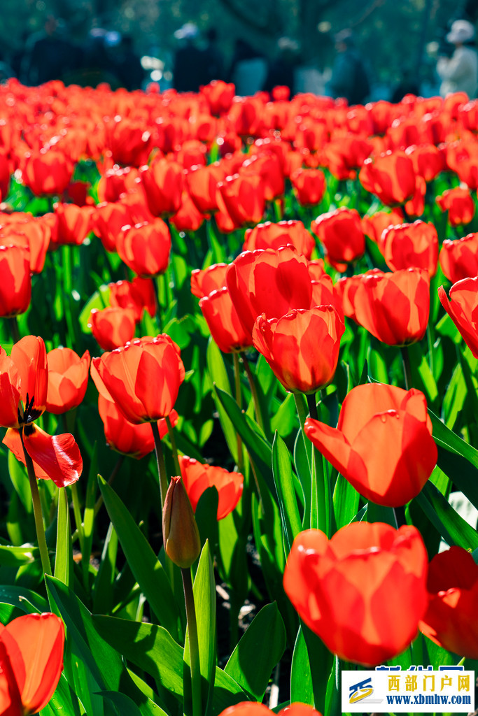 在昆明“郁”见春色浪漫(图6) 在昆明“郁”见春色浪漫(图6)