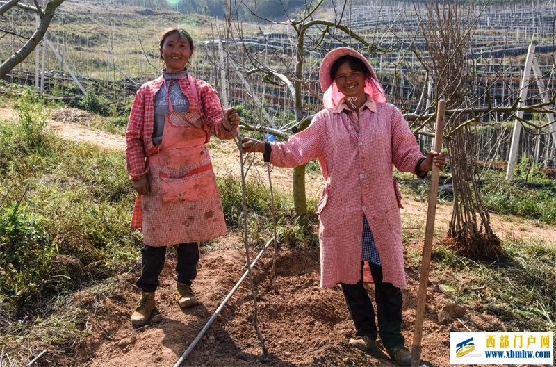 “漠”上花开——一个极度石漠化山乡的春天答卷(图3) “漠”上花开——一个极度石漠化山乡的春天答卷(图3)