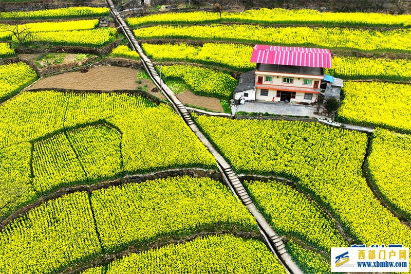 重庆酉阳:唱好“花经济” “颜值”变产值(图2) 重庆酉阳:唱好“花经济” “颜值”变产值(图2)