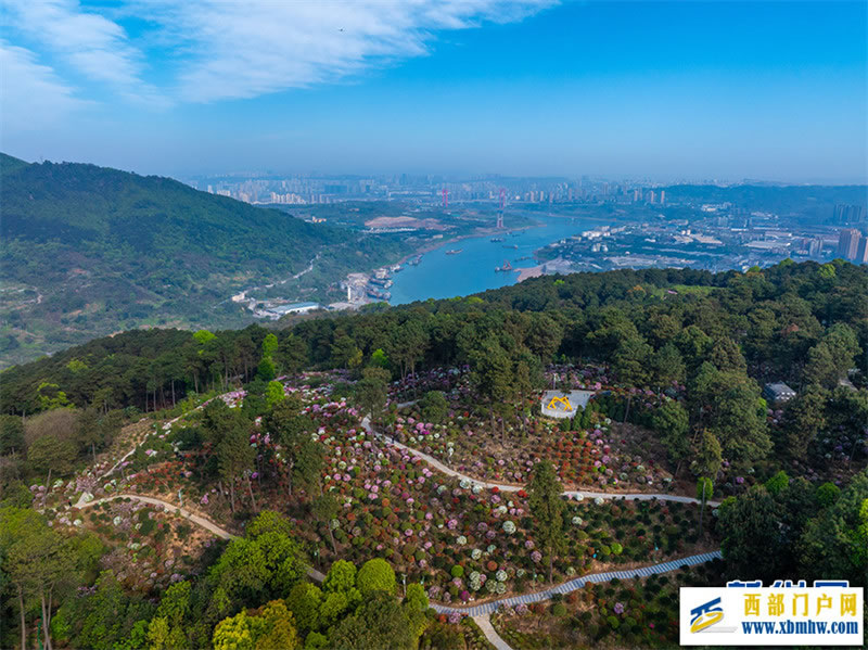 重庆:放牛村里杜鹃开(图5) 重庆:放牛村里杜鹃开(图5)