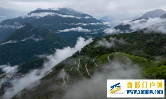 西藏墨脱:茶园飘香富山民(图2) 西藏墨脱:茶园飘香富山民(图2)