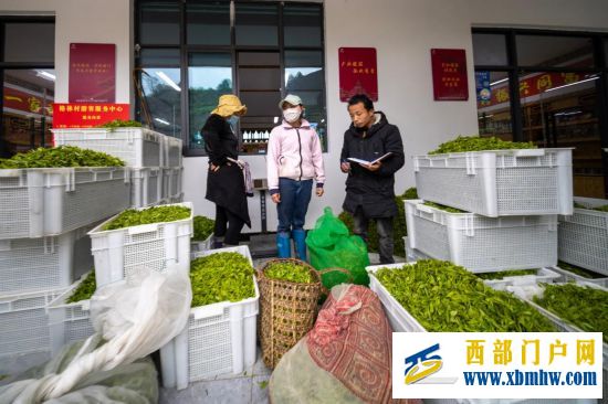 西藏墨脱:茶园飘香富山民(图4) 西藏墨脱:茶园飘香富山民(图4)