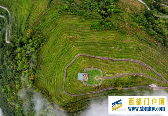 西藏墨脱:茶园飘香富山民(图8) 西藏墨脱:茶园飘香富山民(图8)