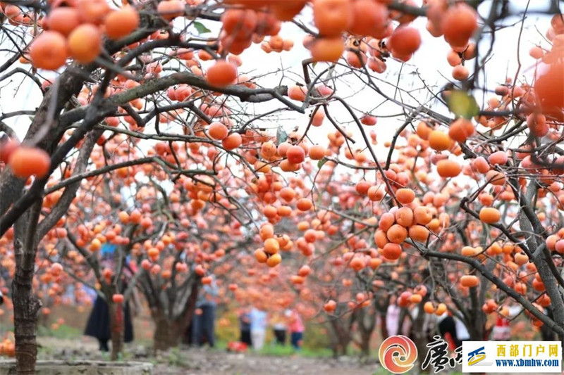 广西12个地理标志品牌入围中国区域品牌百强榜(图6) 广西12个地理标志品牌入围中国区域品牌百强榜(图6)