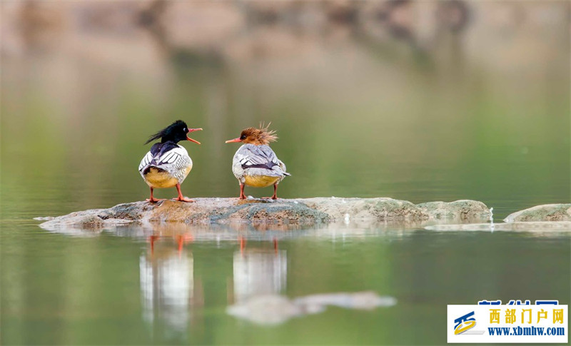 重庆现有野生维管植物近6000种 陆生野生脊椎动物800余种(图1) 重庆现有野生维管植物近6000种 陆生野生脊椎动物800余种(图1)