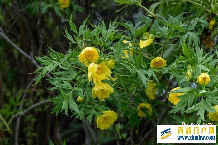 西藏米林第十六届黄牡丹藏医药文化旅游活动开幕(图5) 西藏米林第十六届黄牡丹藏医药文化旅游活动开幕(图5)