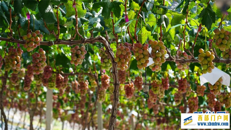 2024年云南宾川果品大会启动(图7)