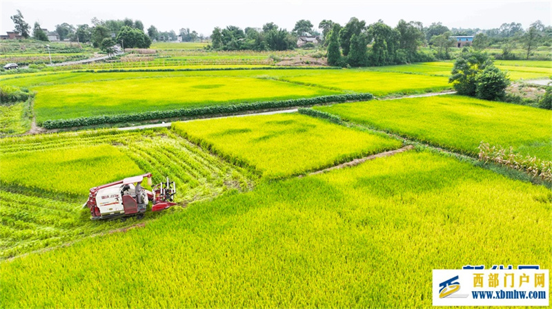 重庆永川:早稻飘香好“丰”光(图2) 重庆永川:早稻飘香好“丰”光(图2)