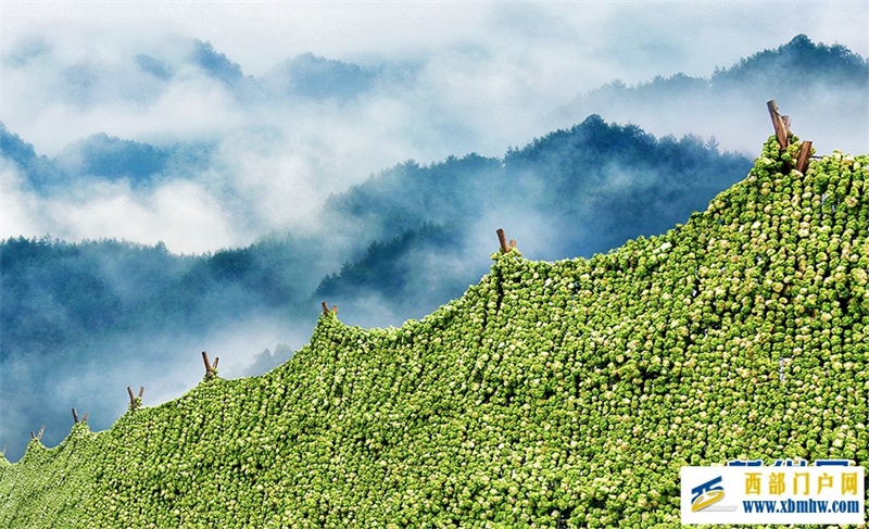 重庆发布十大生态产品价值实现典型案例(图2) 重庆发布十大生态产品价值实现典型案例(图2)