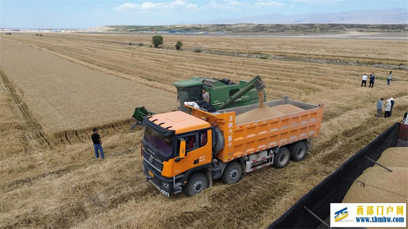 796.1公斤!新疆创全国春小麦百亩方高产纪录(图1)