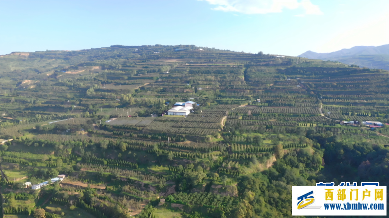 甘肃天水:昔日荒坡种“金果”(图3) 甘肃天水:昔日荒坡种“金果”(图3)
