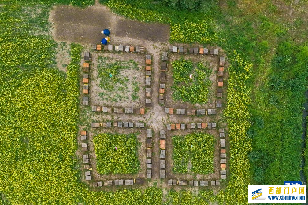 追花人家 甜在田间(图8)