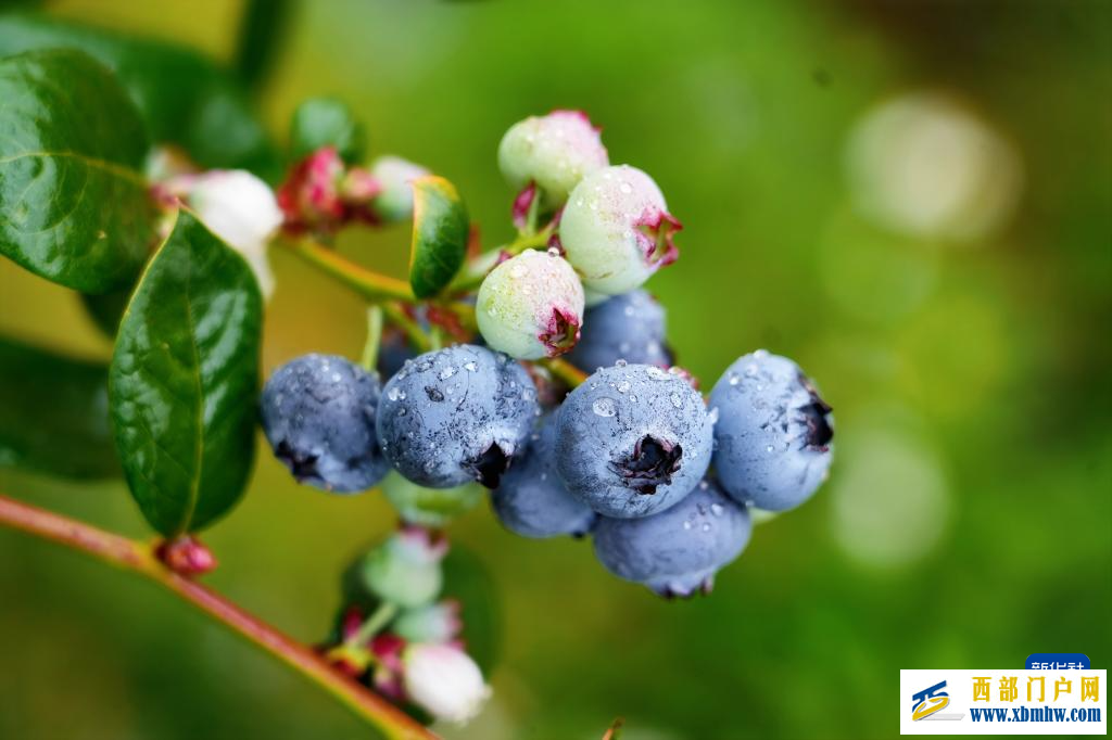 云南蓝莓实现重点地区“次日达”(图2) 云南蓝莓实现重点地区“次日达”(图2)